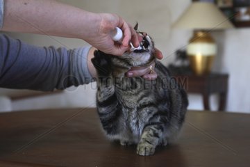 Oral care given to a cat