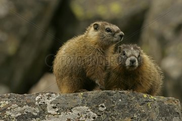 Young Yellow-bellied Marmots on a rock Wyoming USA