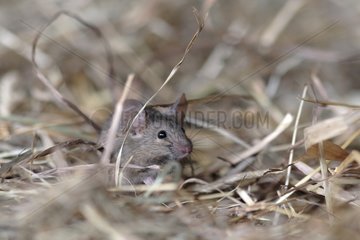 House mouse in straw Bas-Rhin France