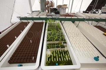 Young plants in hydroponics Sand Island