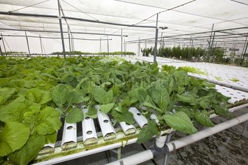 Plants in hydroponics in a greenhouse Sand Island
