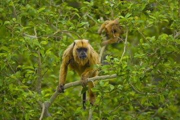 Black howler monkeys on a branch Pantanal Brazil