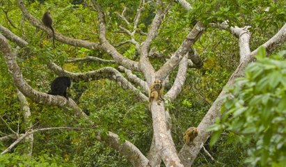 Black howler monkeys on branch Pantanal Brazil