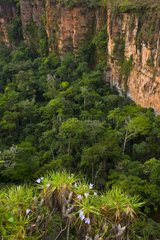 Cliff and forest Chapada dos Guimaraes Brazil