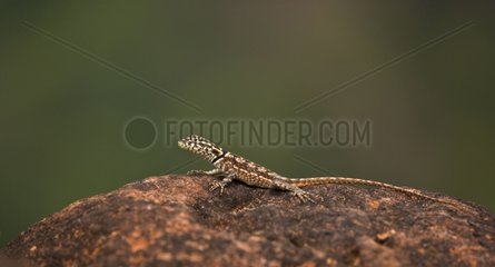 Lizard on cliff Chapada dos Guimaraes Brazil