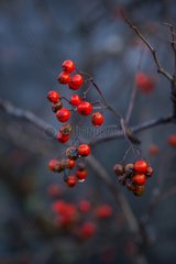 Red berries in autumn Lofoten Islands