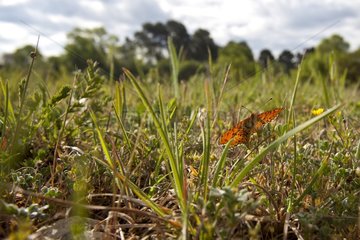 Fritillary in the grass in the spring in Provence France