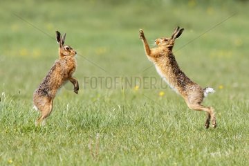 Brown hares boxing at spring England