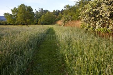 Path in the grass in Provence France