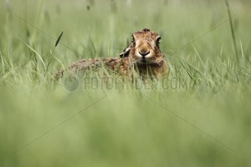 Brown hare laying in a meadow at spring England