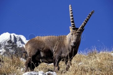 Male Ibex in Bargy massif Haute-Savoie France