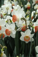 NARCISSUS 'PINK CHARM'