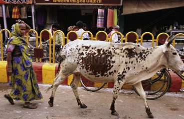 Frau und heilige Kuh in der StraÃŸe OD Benares Indien