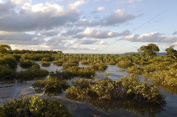 Mangrove à Marée Haute En Nouvelle-Calédonie