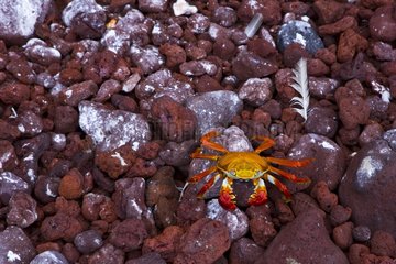 Sally Lighfoot Crabs on rocky shore Galapagos Jervis Island