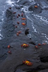 Sally Lighfoot Crabs on rocky shore Galapagos Santiago