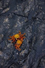 Sally Lighfoot Crabs on rocky shore Galapagos Santiago