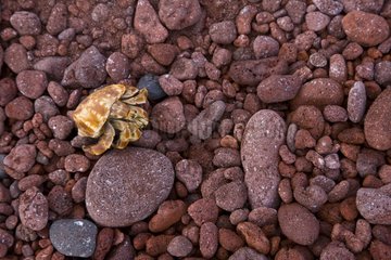 Hermit Crab on peebles Galapagos Jervis Island