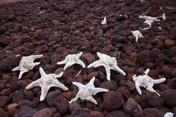 Starfishes on peebles Galapagos Jervis Island