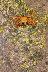 Sally Lighfoot Crab on rocky shore Galapagos