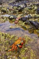 Sally Lighfoot Crabs on rocky shore Galapagos