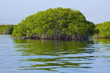 Mangrove North of Santa Cruz island Galapagos