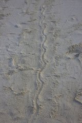 Traces of sea lions on the sand Espanola Island Galapagos