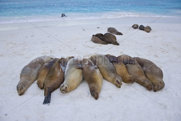 Sea lions resting on a beach Espanola Island Galapagos