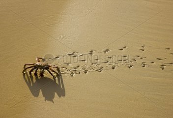 Sally Lighfoot Crab on sand Floreana island Galapagos