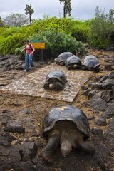 Galapagos giant tortoises on alley Santa Cruz Galapagos