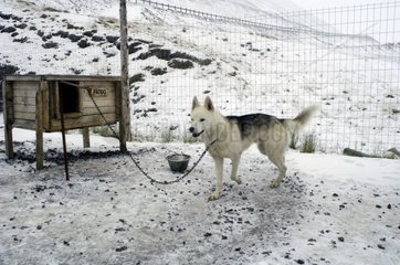 Alaskan Husky at the kennels in september Spitzberg