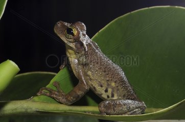 Slender-legged Treefrog on a leave French Guiana