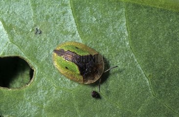 Tortoise beetle imago on a leaf France