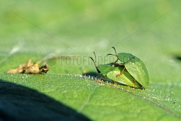 Green Tortoise beetles imago mating on a leaf France