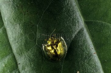 Tortoise beetle imago on a leaf simulating a drop of water