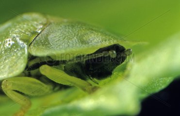 Head of a Green Tortoise-beetle imago eating a leaf France