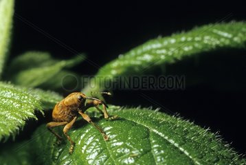 Hazelnut Weevil imago on a leaf France