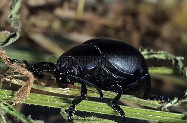 Imago of Blood-nosed Beetle gush by a liquid drop France