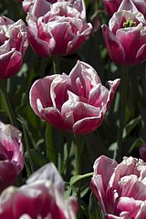 Tulipe double tardive 'Wirosa'