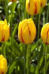 Tulipe simple tardive 'La courtine'