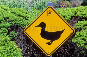 Panneau de signalisation de canard en Nouvelle-Zélande