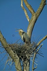 Great Blue Heron a t nest in the State of New York USA