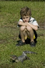 Boy observing an American alligator Louisiana USA