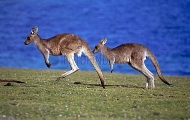 Eastern Grey Kangaroo jumping Tasmania