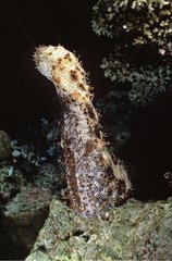 Male Sea Cucumber standing up to release sperm