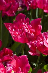 Tulipe double tardive 'Queen of marvel'