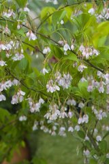 STYRAX JAPONICA 'PINK CHIMES'