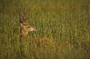 Mule Deer lied down in a meadow Wyoming USA