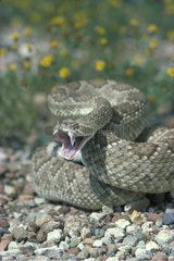 Agressive behavior of a Mojave Rattlesnake Arizona USA