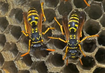 European Paper Wasps New York USA